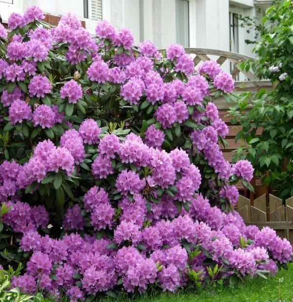 Alppiruusu Catawbiense Grandiflorum 30-40 Cm