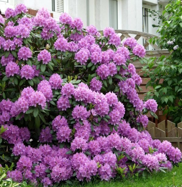 Alppiruusu Catawbiense Grandiflorum 30-40 Cm