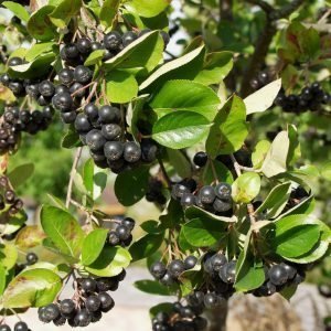 Aronia Mits. Viking Marja-Aronia