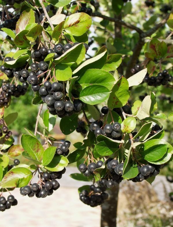 Aronia Mits. Viking Marja-Aronia