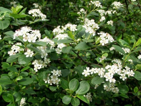 Aronia X Prunifolia Koristearonia