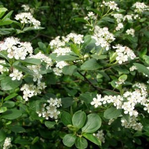 Aronia X Prunifolia Koristearonia Aita 1 Kpl/Astia