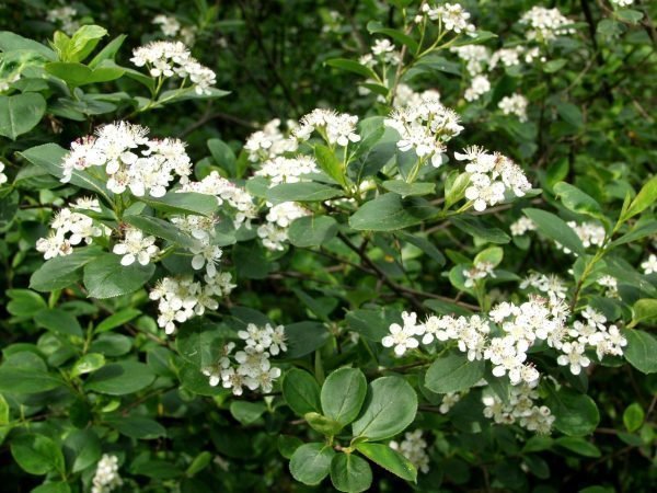 Aronia X Prunifolia Koristearonia Aita 1 Kpl/Astia