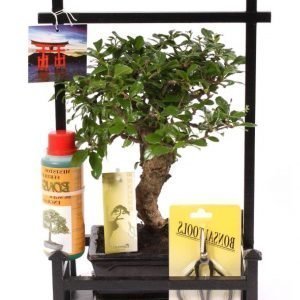 Bonsai Deluxe Aloituspakkaus