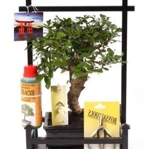 Bonsai Deluxe Aloituspakkaus