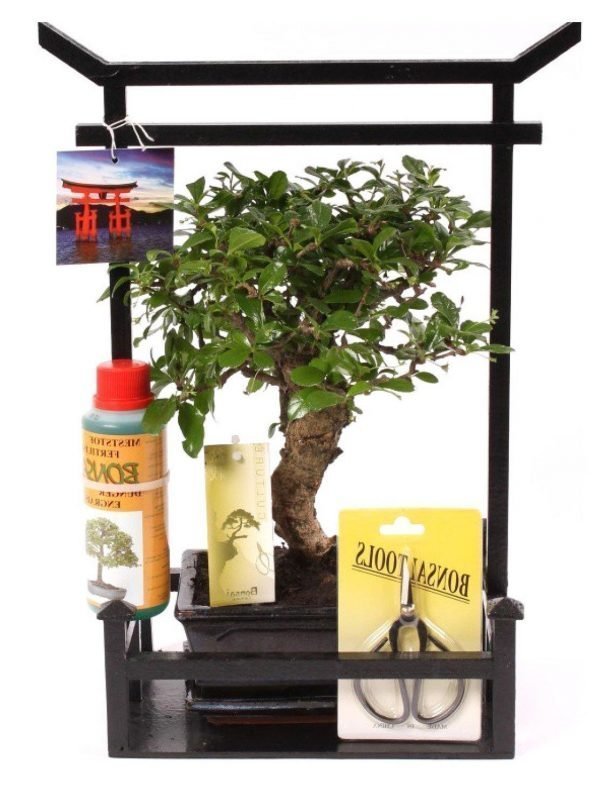 Bonsai Deluxe Aloituspakkaus