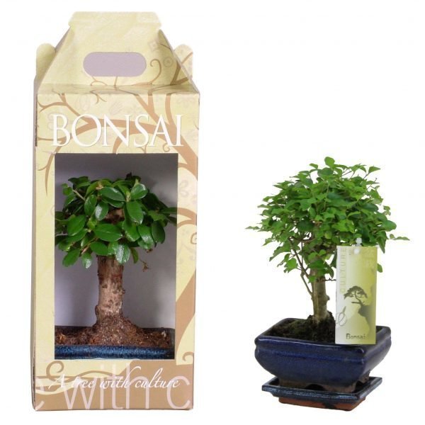 Bonsai Lahjapakkauksessa