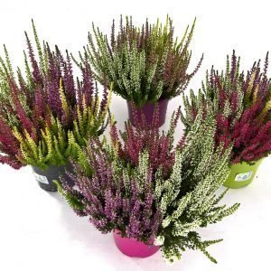 Calluna 'Quattro' P14