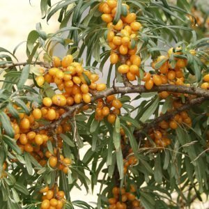 Hippophae Rhamnoides Tyrni Lajitelma