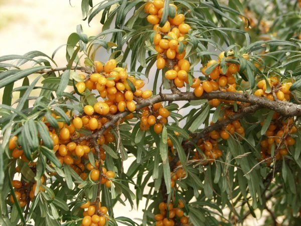 Hippophae Rhamnoides Tyrni Lajitelma