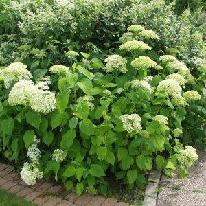 Hydrangea Arborescens Grandiflora Pallohortensia