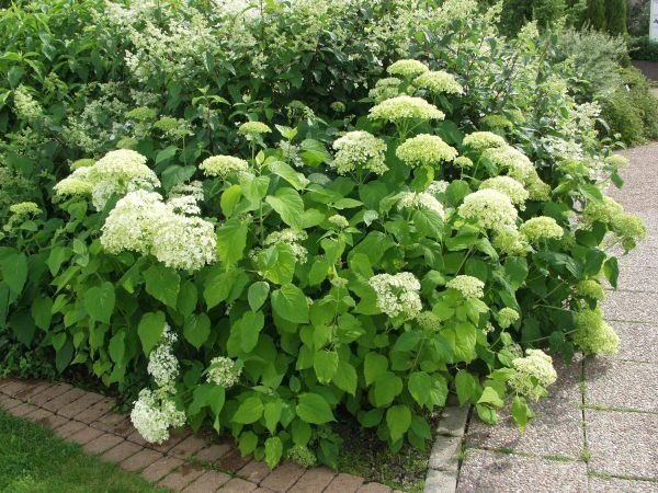 Hydrangea Arborescens Grandiflora Pallohortensia