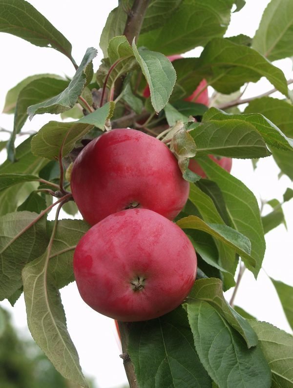 Omenapuu 1.Lk Kotimainen