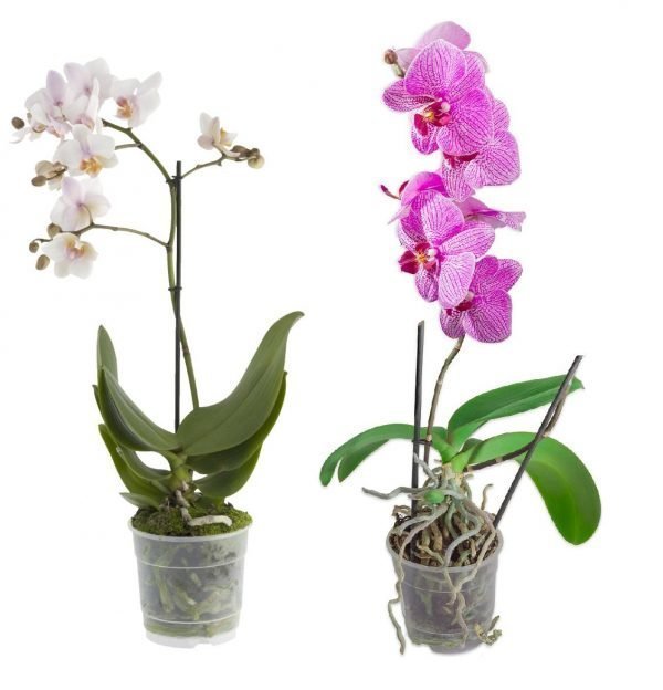Orkidea 2-Vanainen