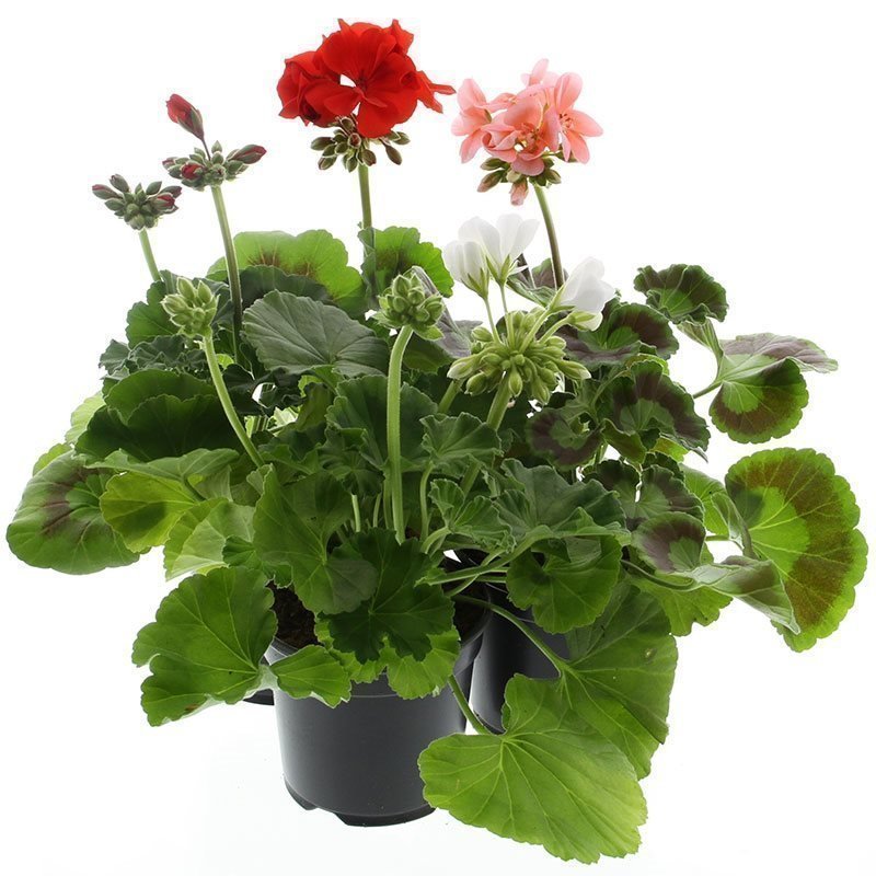 Pelargonia