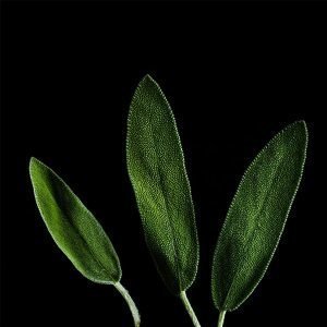 Plantui Salvia