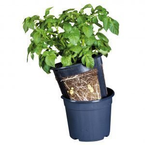 Potatopot 30 Cm Perunaruukku