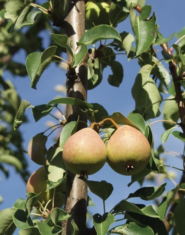 Päärynäpuu 1. Lk Kotimainen