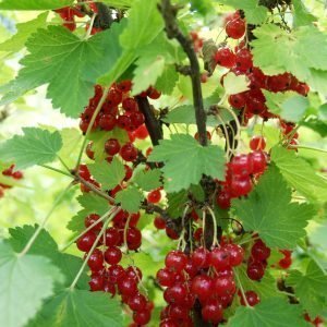 Ribes Nigrum Punainen Hollantilainen Punaherukka