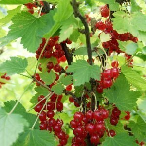 Ribes Nigrum Punainen Hollantilainen Punaherukka