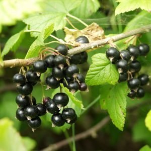 Ribes Nigrum Öjebyn Mustaherukka-Astia