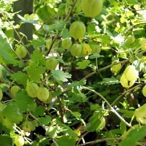 Ribes Uva-Crispa Hinnonmäen Keltainen Karviainen