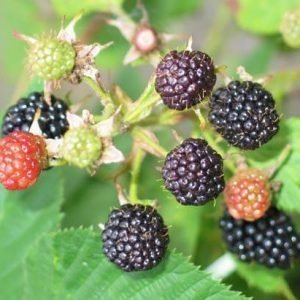 Rubus Allaeghensis Sonja Karhunvadelma