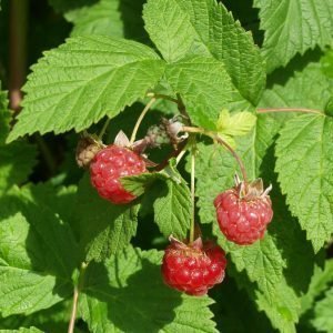 Rubus Idaeus Muskoka Vadelma 5 Kpl