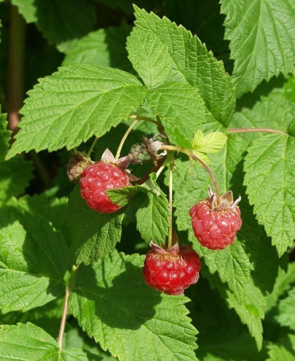 Rubus Idaeus Muskoka Vadelma 5 Kpl