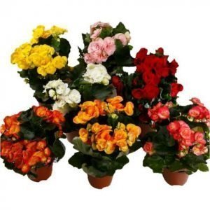 Ruusubegonia