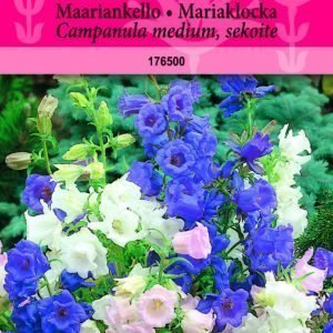 Siemen Campanula Medium Maitokello