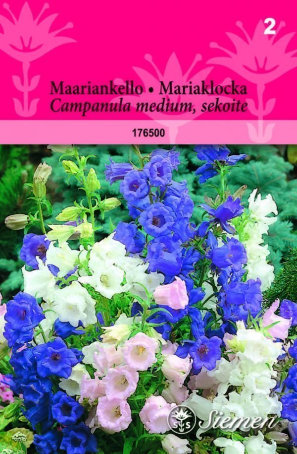 Siemen Campanula Medium Maitokello