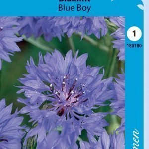 Siemen Centaurea Cyanus Blue Boy Ruiskaunokki