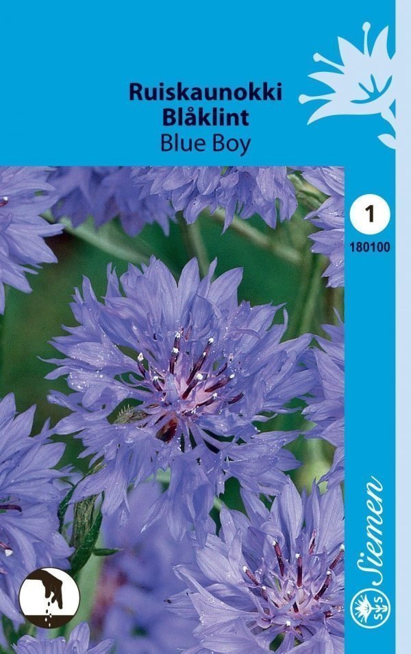 Siemen Centaurea Cyanus Blue Boy Ruiskaunokki
