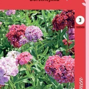 Siemen Dianthus Barbatus Harjaneilikka Kerrottu