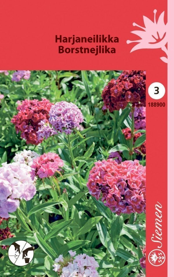 Siemen Dianthus Barbatus Harjaneilikka Kerrottu