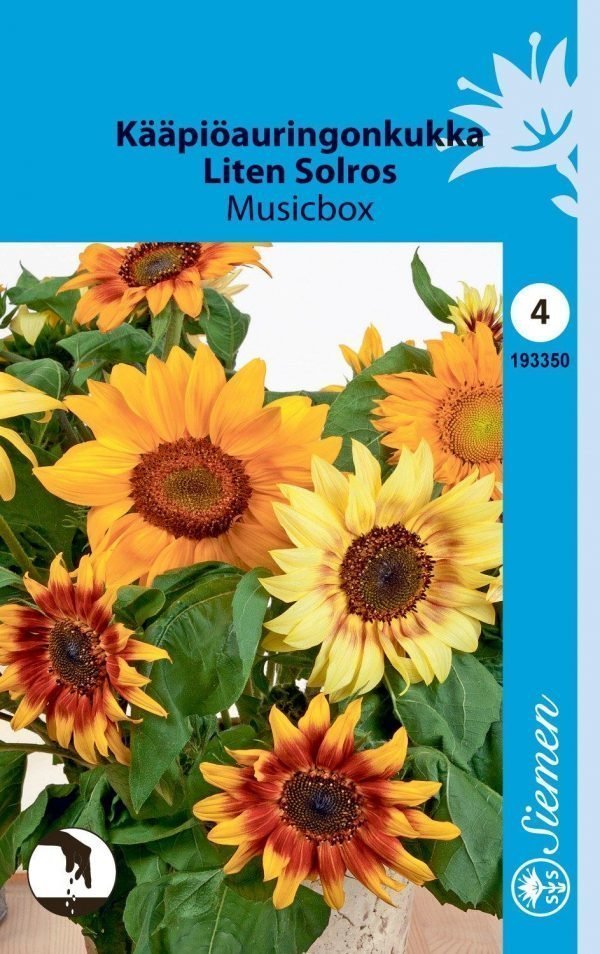 Siemen Helianthus Annuus Music Box Kääpiöauringonkukka