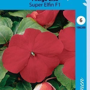 Siemen Impatiens Walleriana Elfin Ahkeraliisa