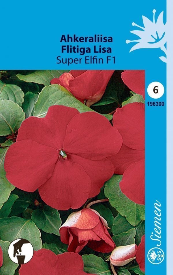 Siemen Impatiens Walleriana Elfin Ahkeraliisa