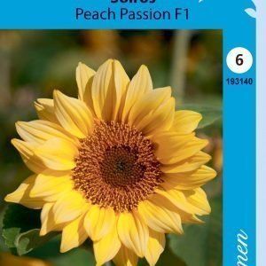 Siemen Isoauringonkukka Peach Passion F1