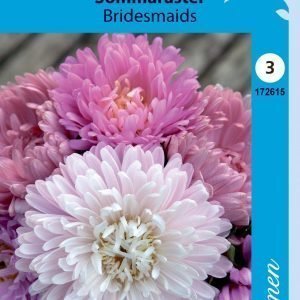 Siemen Kiinanasteri Bridesmaids