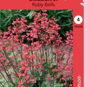Siemen Korallikeijunkukka Ruby Bells