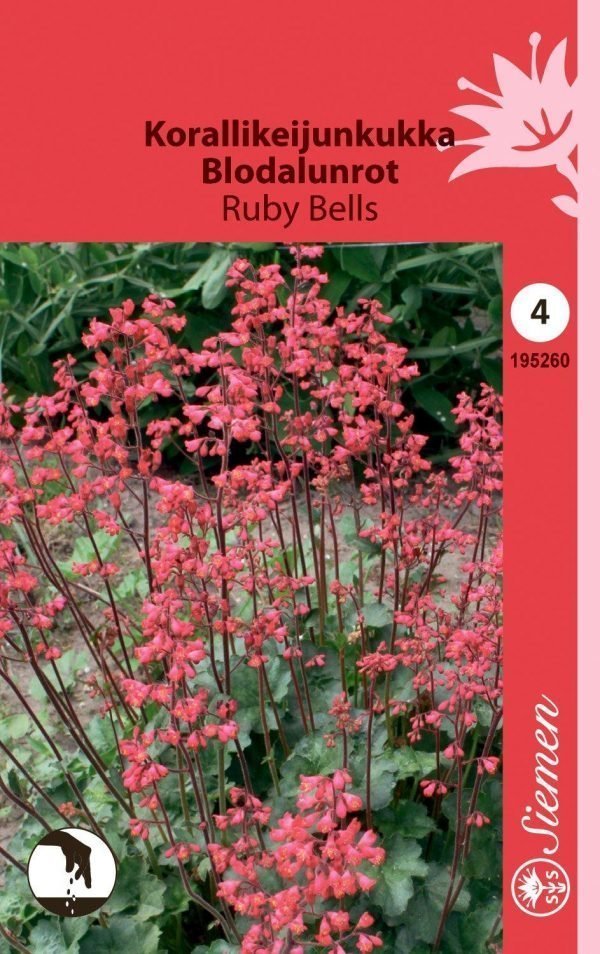 Siemen Korallikeijunkukka Ruby Bells