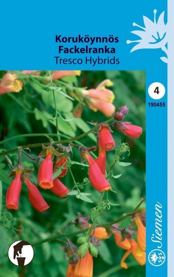 Siemen Koruköynnös Tresco Hybrids