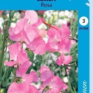 Siemen Lathyrus Odoratus Rosa Tuoksuherne