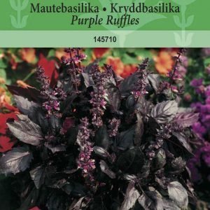Siemen Maustebasilika Purple Ruffles