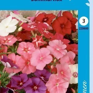 Siemen Phlox Drummondii Kesäleimu