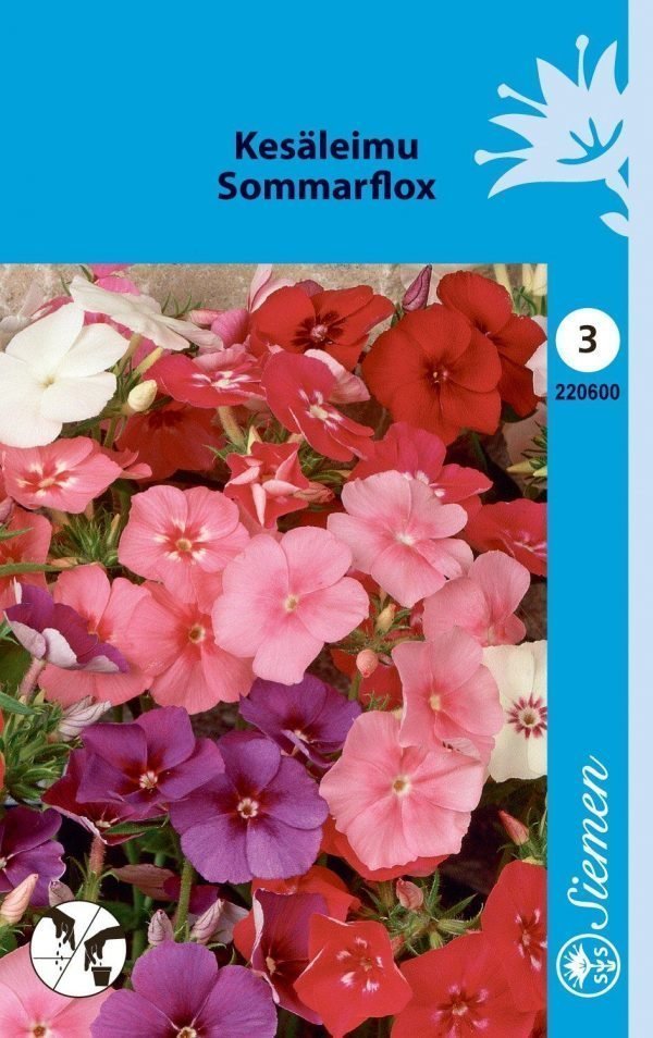 Siemen Phlox Drummondii Kesäleimu