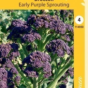 Siemen Purple Sprouting Parsakaali