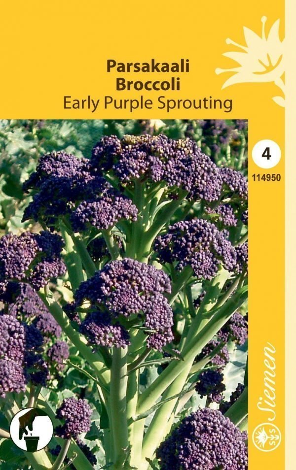 Siemen Purple Sprouting Parsakaali